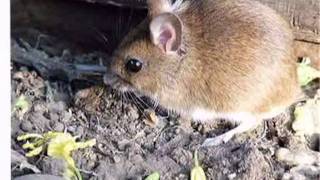 Catch-It Wildlife & Pest Control - Kansas City Pest Control Firm
