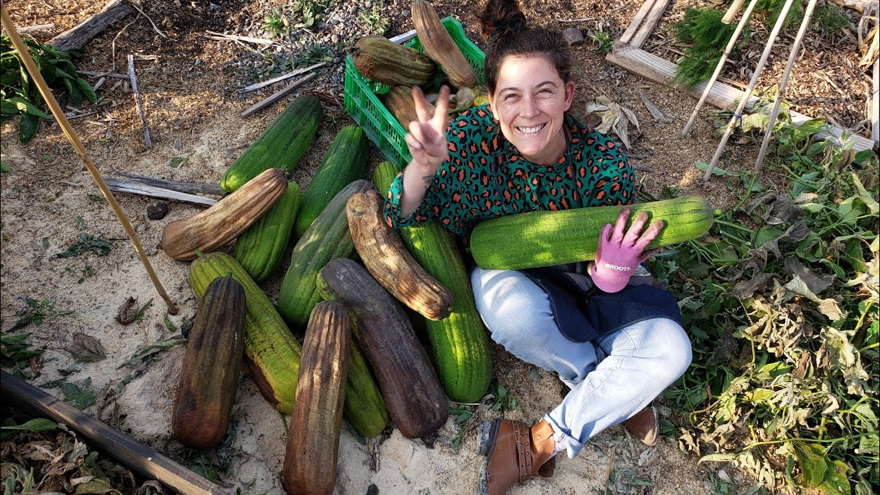 #LUFA ! Tuvimos que sacarlas! Chao Luffas! - Cosecha de Luffas y berenjenas- Wini Walbaum