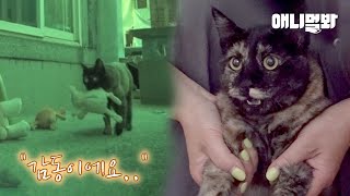 Видео с котиками, о котором будут гудеть 10 лет