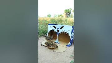 Quick and easy quail trap design # shorts