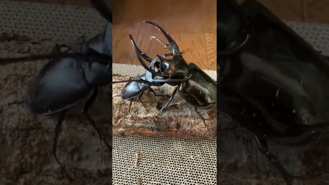 クワガタカブトムシ生活 コーカサス Mp3 سمعها