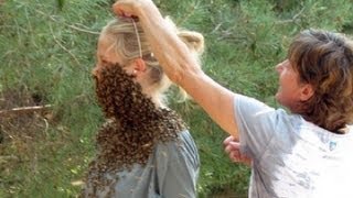 Что такое прополис: лечение прополисом, прополис применение Что такое прополис: лечение прополисом, прополис применение
