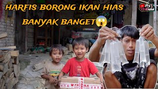 GAWAT HARFIS BORONG IKAN GUPY BANYAK BANGET