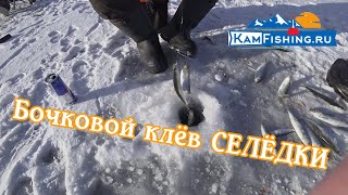 Бочковой Клёв Селёдки. Подлёдная рыбалка на Камчатке