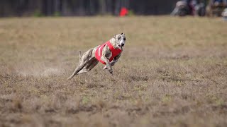 How to Train Your Whippet for Dog Sports Success