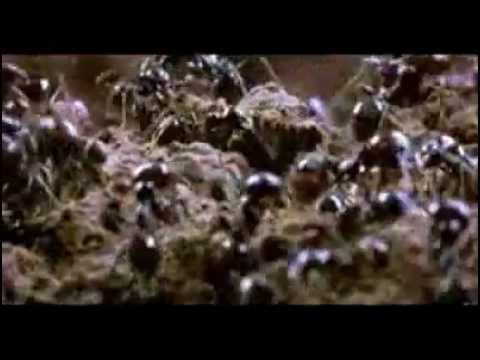 ოკუპაცია - ჭიანჭველები, 2009