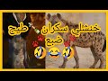 خنشلي سكران طيح ضبع 