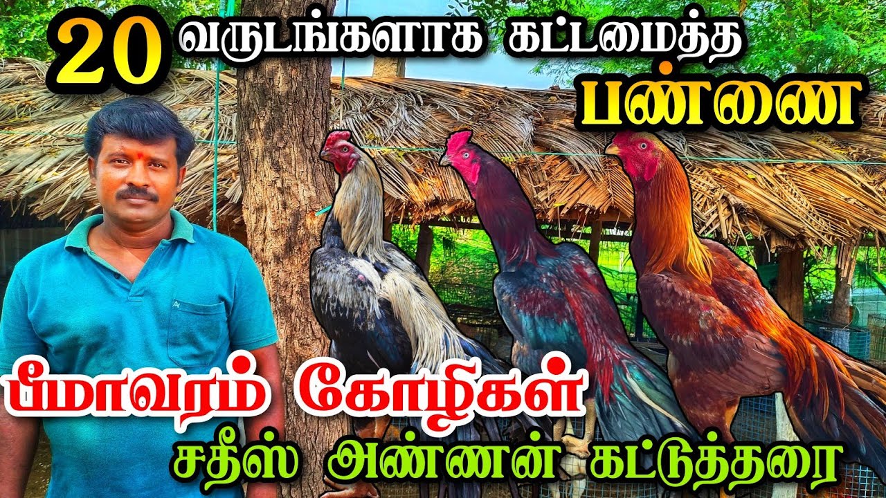பெருவெடை லைனேஜ்களை 20 வருடங்களாக சேகரிப்பு | தரமானதொரு கட்டுத்தரை | எத்தனை லைனேஜ்கள் ஒரே இடத்தில்...