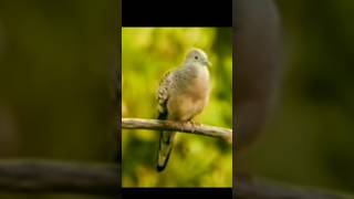 Mitos pelihara burung perkutut
