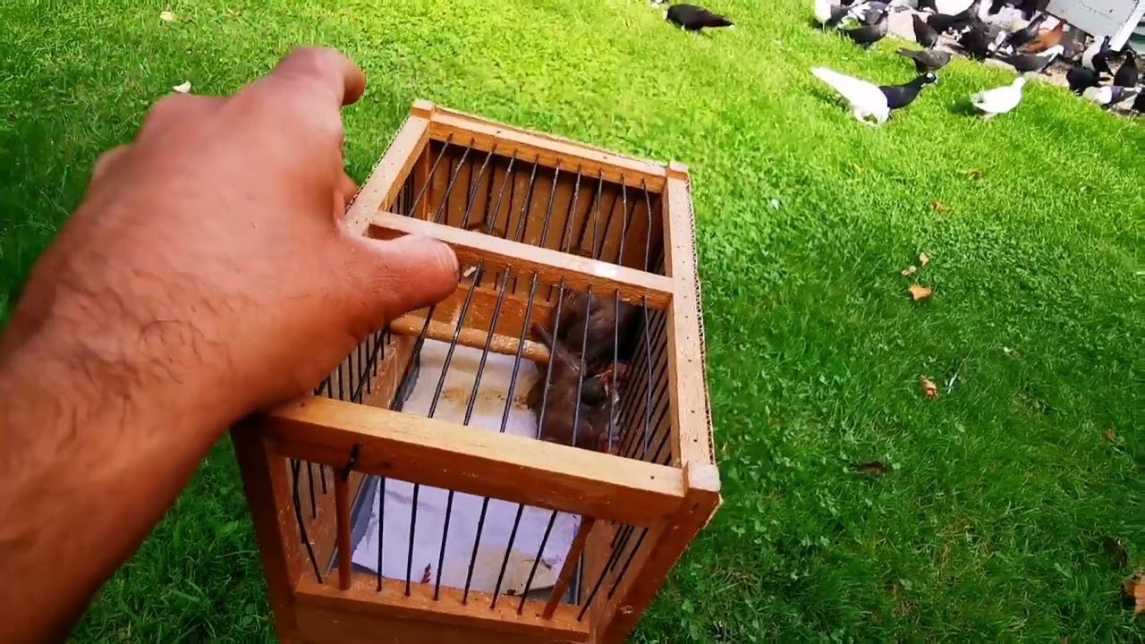 سحب افراخ البلابل 🐦وشرح بصيط 😘وتحشيش 😘ولك اصرف😘والطيور 🕊️