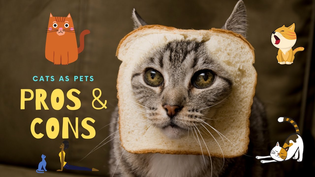 CATS: PROS AND CONS - YouTube
