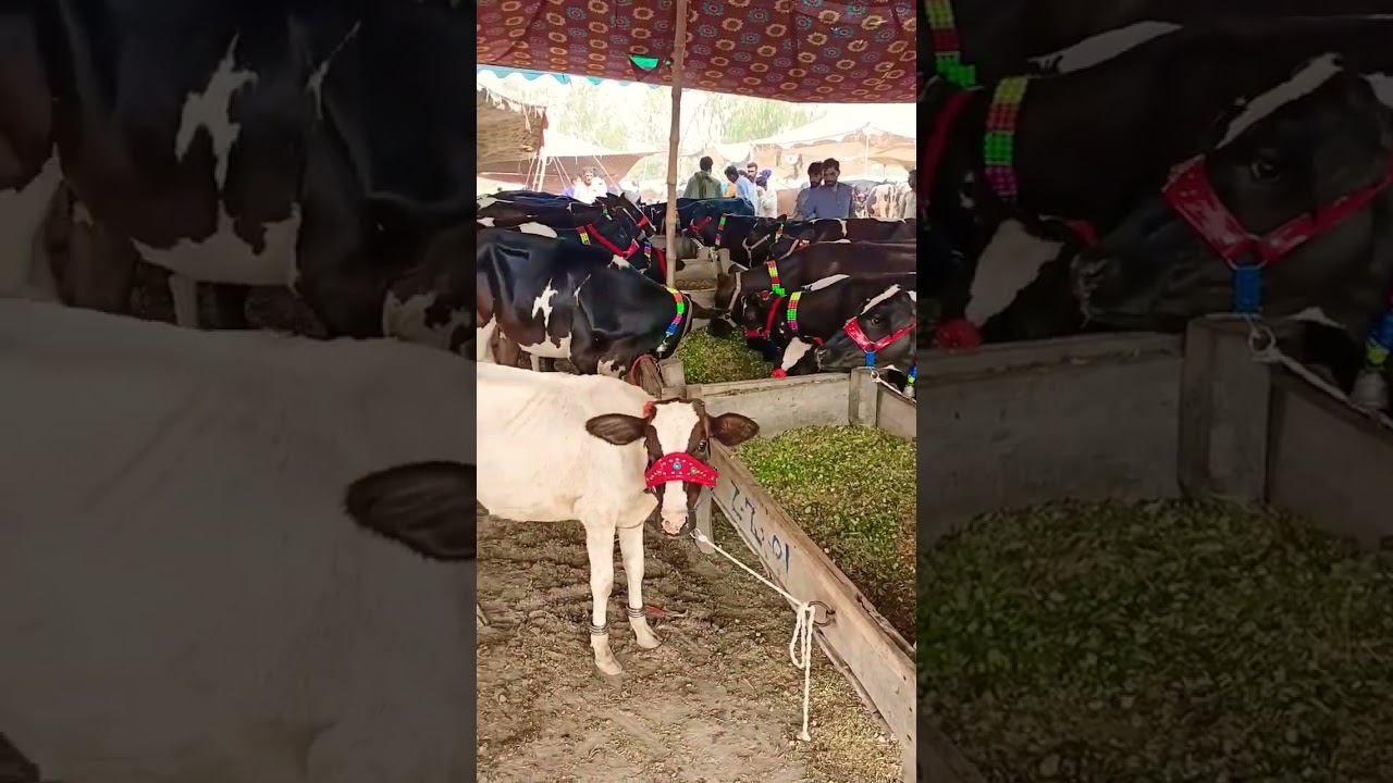 Malumor Mandi Today ❤️