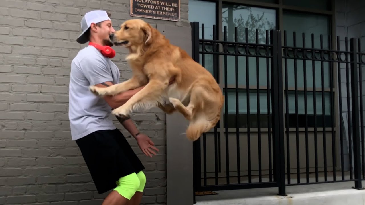 7 Signs Your Dog Really Trusts You - YouTube