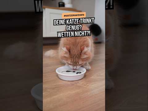 Katze trinkt zu wenig? So hoch ist der tägliche Wasserbedarf! Tipp: Katze zum Trinken animieren