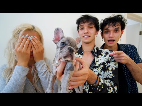 SURPRISING MY GIRLFRIEND WITH A NEW PUPPY!