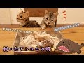 猫たちの前にアンコウの頭そのまま置いてみたら…