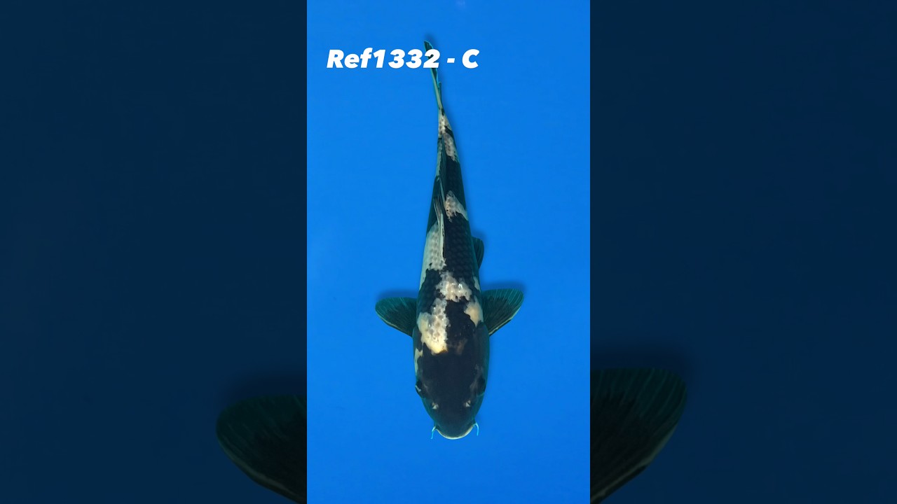 Otsuka 35cm Kage Shiro Utsuri Ref1332 - C #japanesekoifish #koi