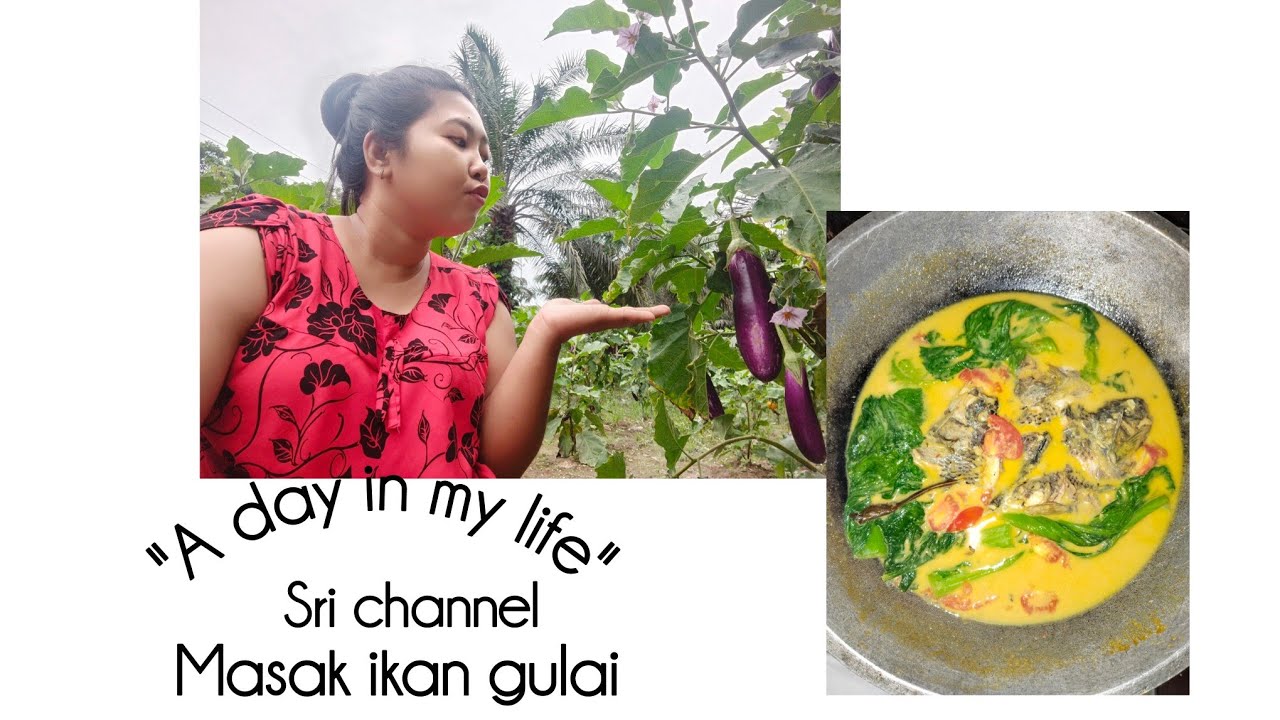 PAGI PAGI NGAMBIL TERONG DI KEBUN🍆EHH‼️MALAH GAK JADI DI MASAK😁