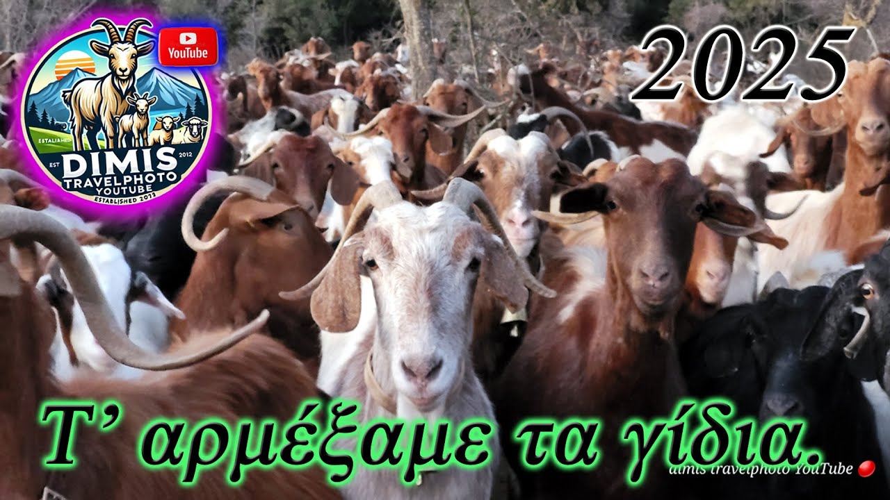 Τ' αρμέμαξε τα γίδια. 01/01/2025. we milked the goats with our hands.