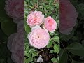 #roses #flowers #rose