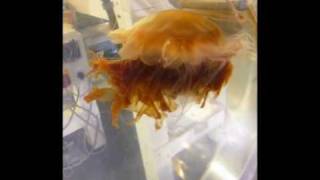 Lions Mane Jellyfish at The Deep