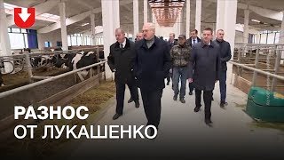 Разнос от Лукашенко: он посетил ферму в Шкловском районе.  И остался очень недоволен