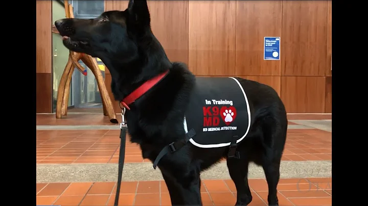 Dogs sniffing out prostate cancer