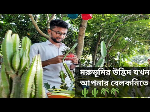 ভিডিও: হাওর্থিয়া (73 টি ছবি): বাড়িতে ফুল এবং ফুলের যত্নের বৈশিষ্ট্য। মরুভূমির উদ্ভিদ কীভাবে খরা থেকে বাঁচবে? হাওয়ার্থিয়ার জন্য কোন মাটির প্রয়োজন? এটা কি বিষাক্ত নাকি?