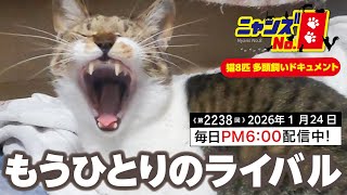 猫 No. 2238》Another Rival - YouTube
