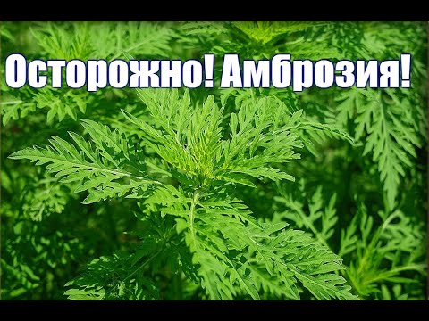 АМБРОЗИЯ! Какой вред может причинить сорняк с красивым названием? Рекомендую посмотреть. ДАЧА УДАЧИ