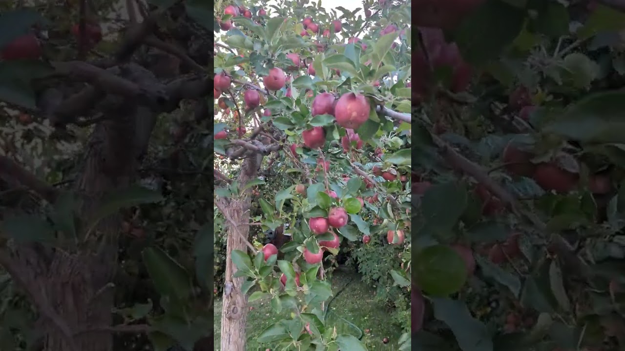 Apple tree, Calgary