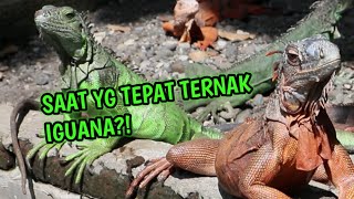 Modal Segini Doang Bisa Ternak Iguana
