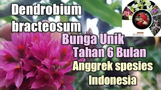 Dendrobium bracteosum - Merawat Anggrek spesies  @anggreksolis