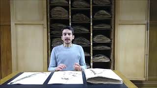 Museo Di Storia Naturale Visti Da Vicino, Visti Sul Web. Cosè Un Erbario? A Cosa Serve?