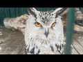 "Верни перо! " 😂👍🦉❤