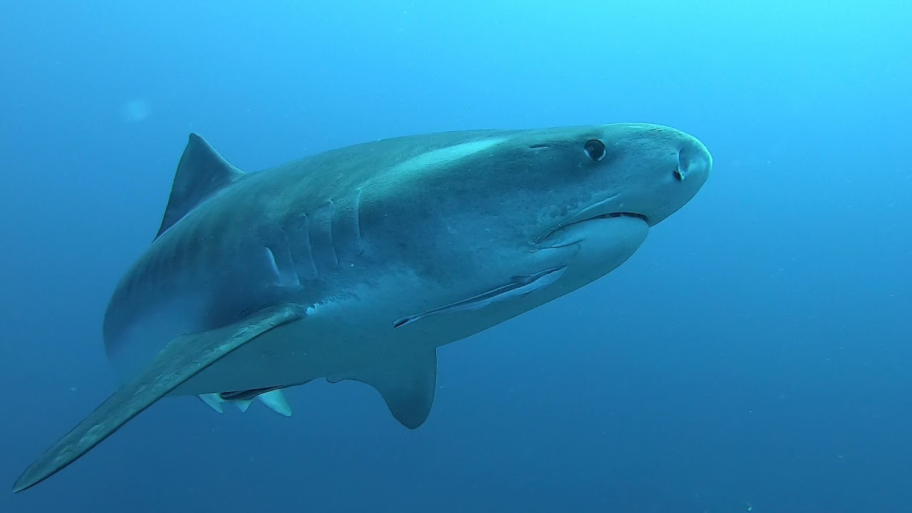 Tigershark. What a Moment !!!!!