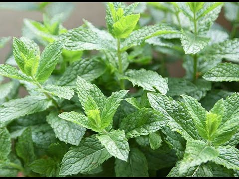 Video: Dried Mint - Calorie Content, Useful Properties, Nutritional Value, Vitamins