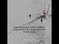 The TAME Lab: Shoulder artery anatomy 2