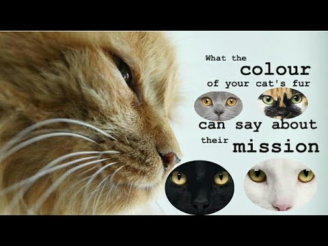 Meaning Of Your Cats Color - YouTube