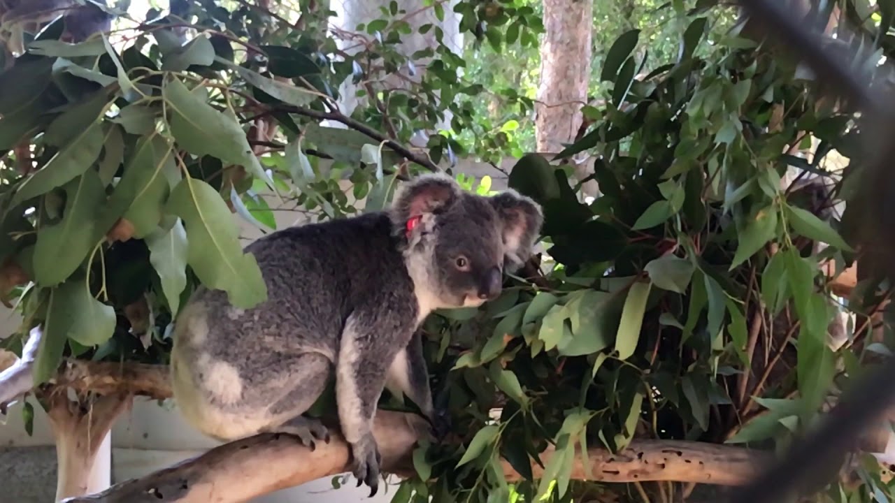 Cute Koalas