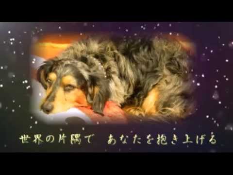 GLAY x ペット　泣ける MAD ~生きがい　SAY YOUR DREAM~
