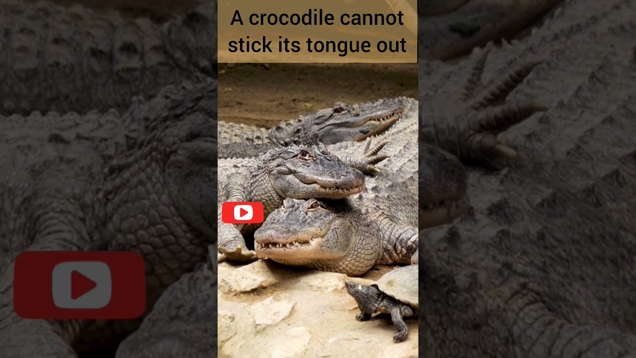 🐊 FACT