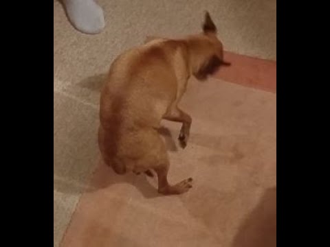 Video: Warum haben Hunde Anfälle?