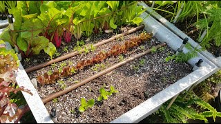 How to 'weed' in raised planters & beds | Gardening Advice for Beginners | Ergrownomics