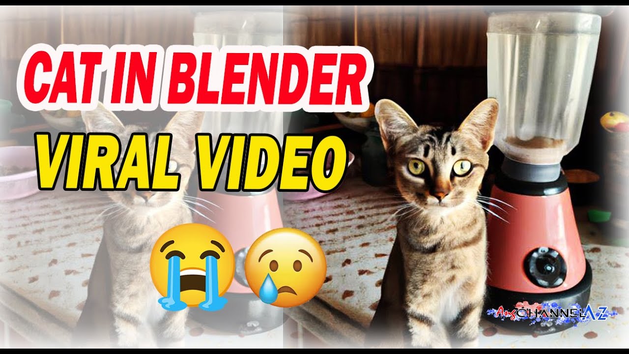 Cat blender video. Кошка в блендере. Cat in Blender фулл. Cat in Blender видео. Котёнок в блендере фулл.