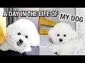A Day In the Life of My Dog