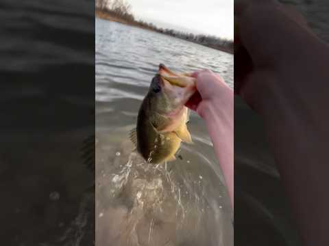 GIANT febuary pond bass 🔥🐖🎣 #bassfishing #fishingvideo #funny #fyp  #largemouthbassfishing