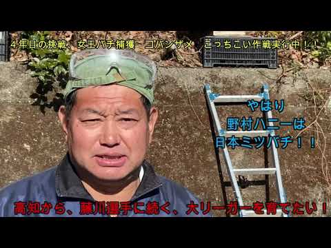 農業ノムさん　ミツバチ　捕獲　元オリックス　野村　貴仁