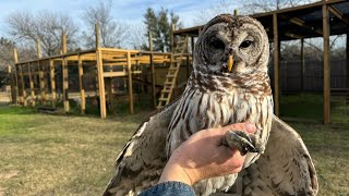 How to Catch and Cook Owl (Kevin froze) by The Urban Rescue Ranch 519,412 views 3 months ago 12 minutes, 56 seconds