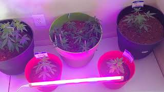Building my NNG! Don't need no HLG! Lol and new space!!